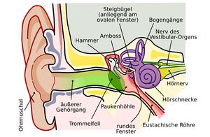 Zu sehen ist die Anatomie des menschlichen Gehörs von außen bis innen. Angefangen mit der Ohrmuschel außen, über den Gehörgang bis zur Cochlea. Alle Teile sind beschriftet.